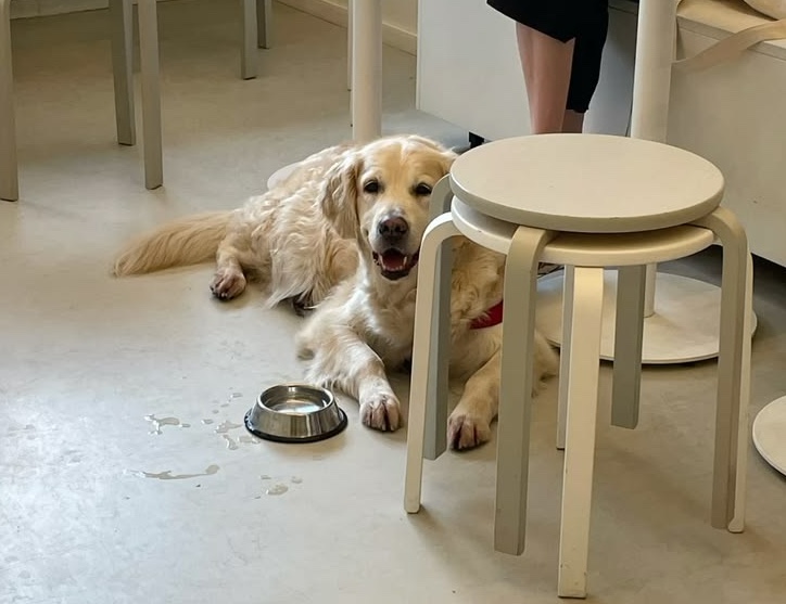 Ein freundlicher Hund liegt im Café neben einem Wassernapf